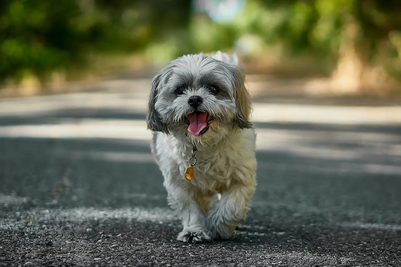 Small fluffy dog walking on a road with its tongue out