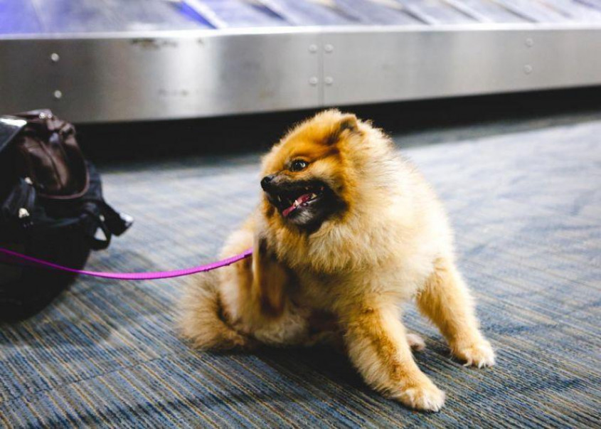 Genrebild över en liten hund som väntar vid bagage-rullbandet
