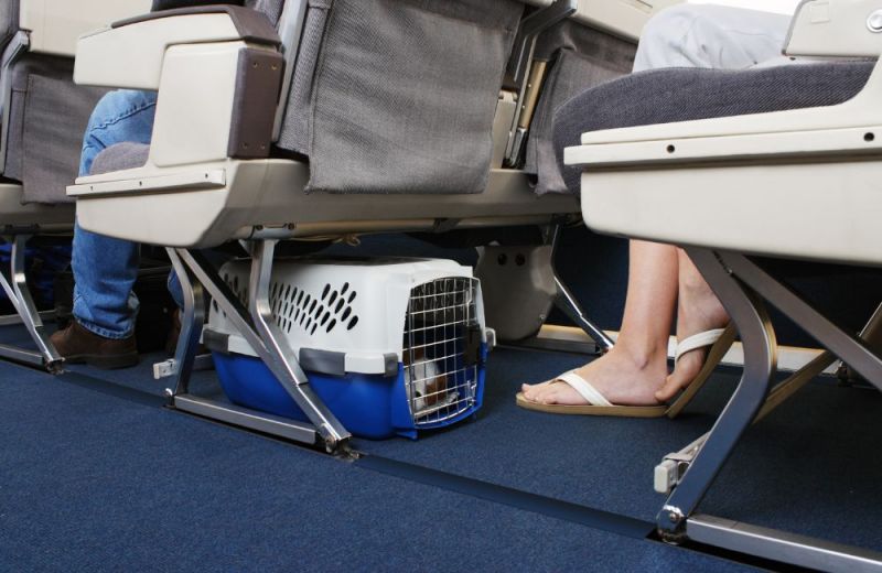 Los perros en cabina no pueden pesar más de 8 kg en la mayoría de aerolíneas