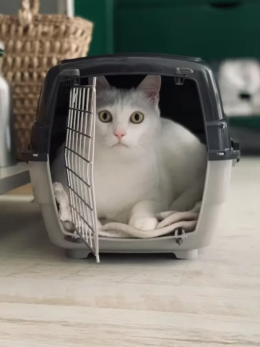Using approved pet carriers for travel with pets in the US