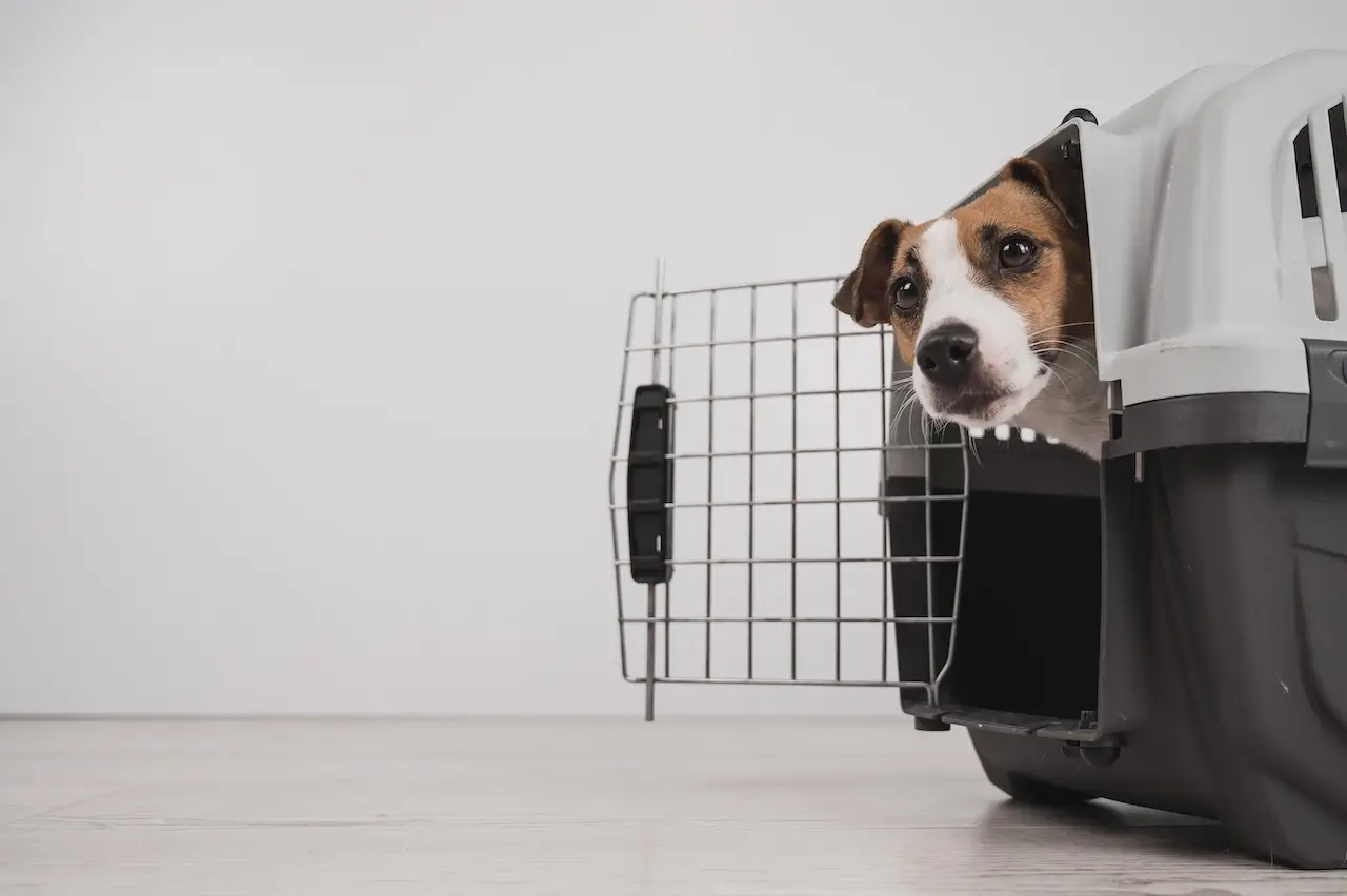 dog peeking out of open plastic carrier
