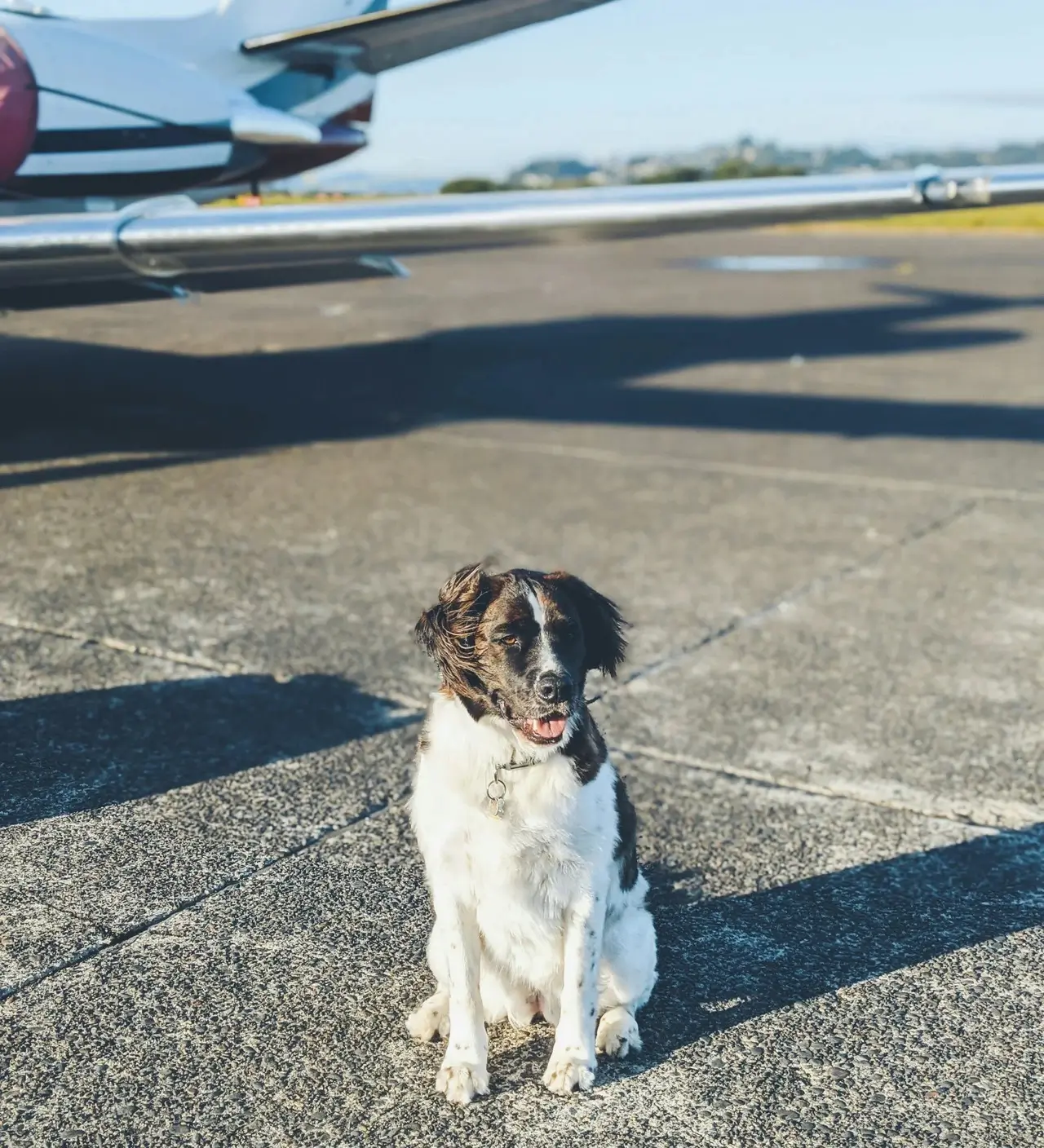 Most pet-friendly airlines in the US