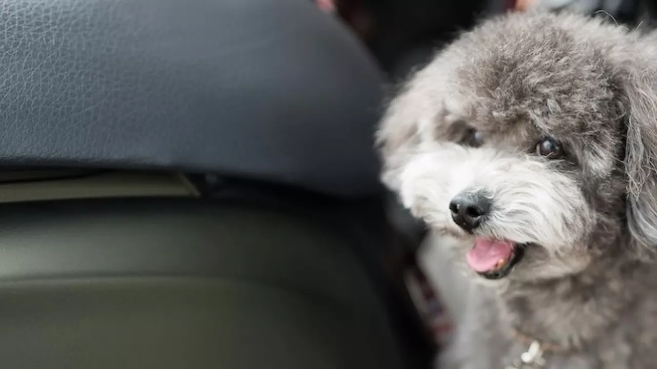 Top 5 Pet-Friendly Airlines in the US in 2026
