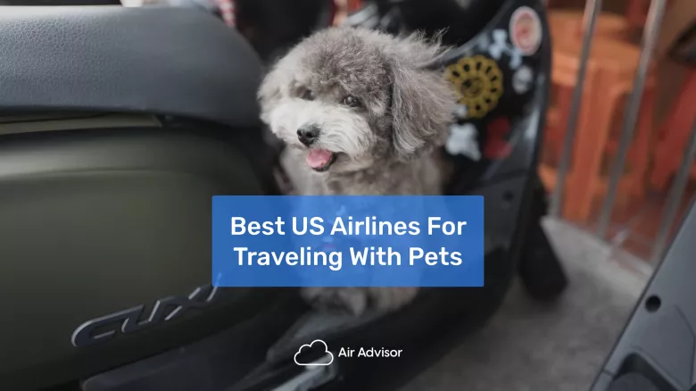 Best US Airlines For Traveling with Pets