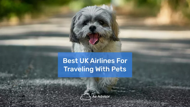 Top 3 Pet-Friendly Airlines UK Edition