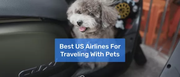 Best US Airlines For Traveling with Pets