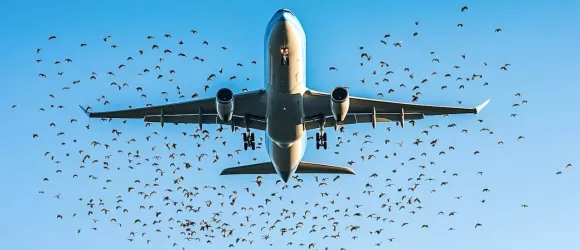 Retrasos por colisión con aves