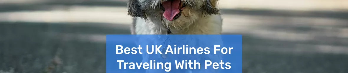 Top 3 Pet-Friendly Airlines UK Edition