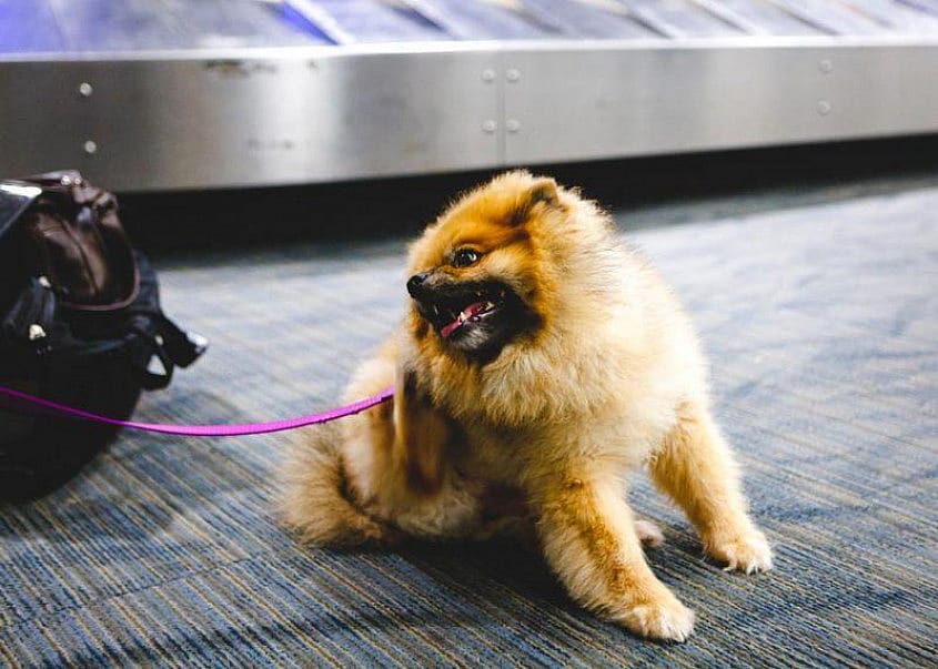 Genrebild &ouml;ver en liten hund som v&auml;ntar vid bagage-rullbandet
