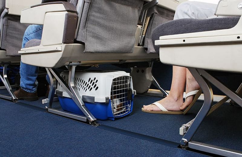 Los perros en cabina no pueden pesar m&aacute;s de 8 kg en la mayor&iacute;a de aerol&iacute;neas