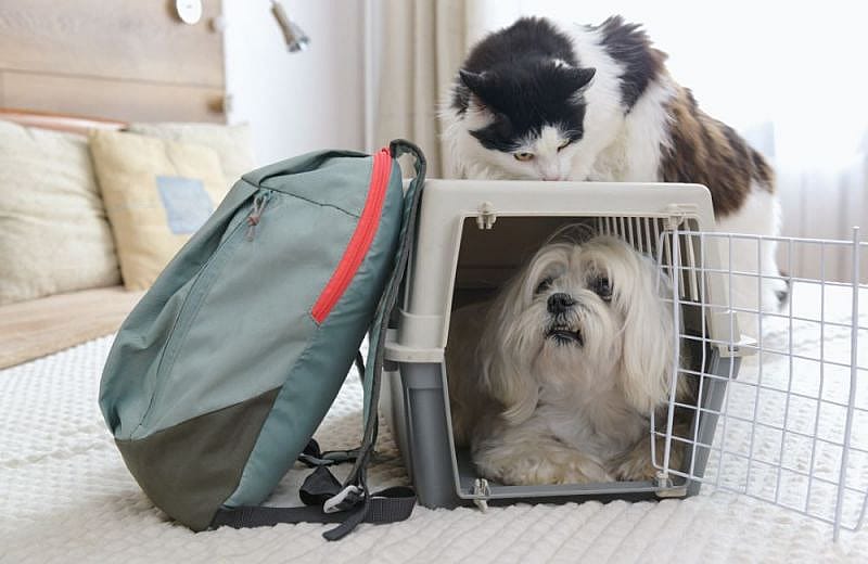 Viajar con un perro en cabina del avi&oacute;n
