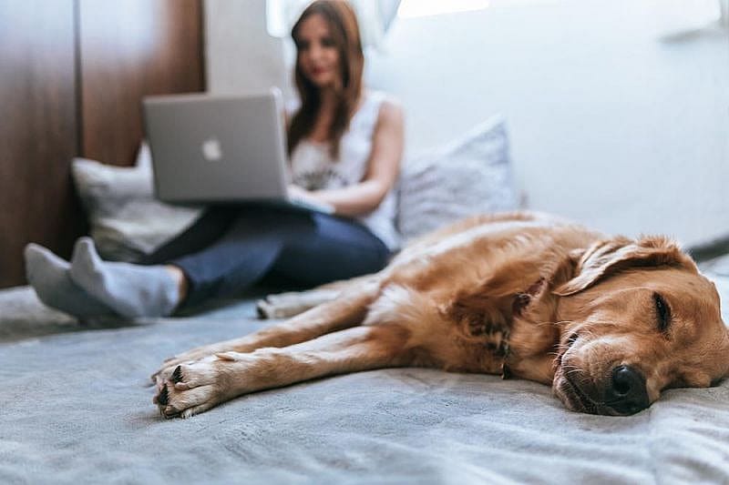 Mujer buscando c&oacute;mo comprar un pasaje para su mascota