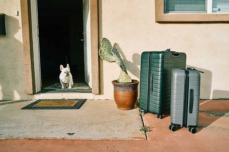C&oacute;mo viajar con un perro en un avi&oacute;n