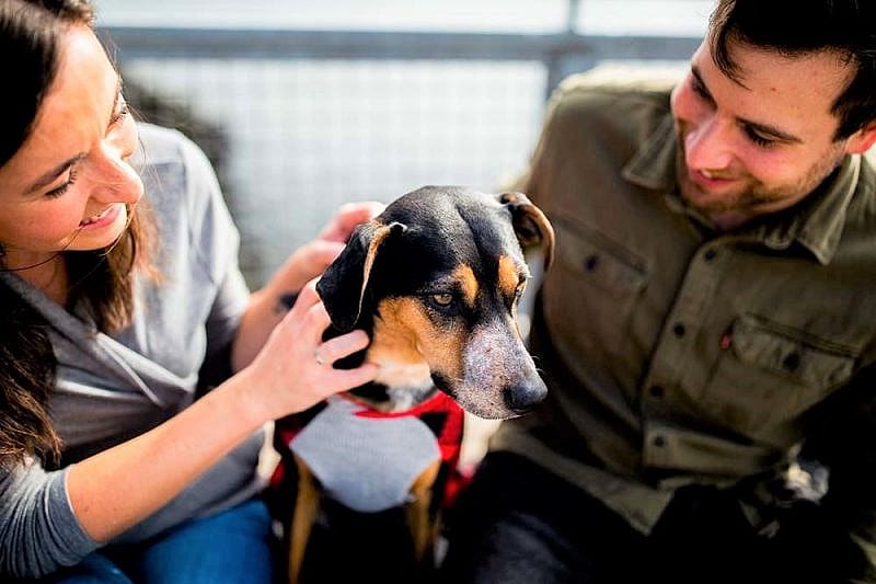 Pareja prepar&aacute;ndose para llevar a su perro en avi&oacute;n