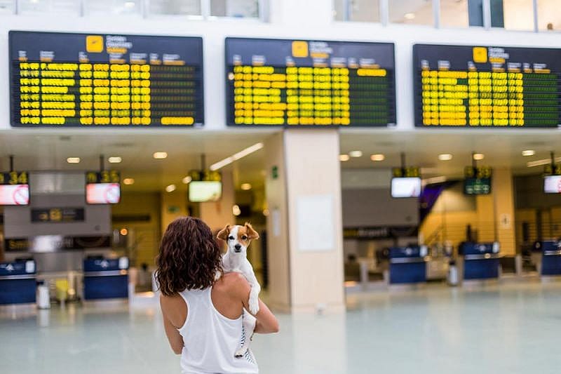 Passenger is ready and accustomed to flying with a dog