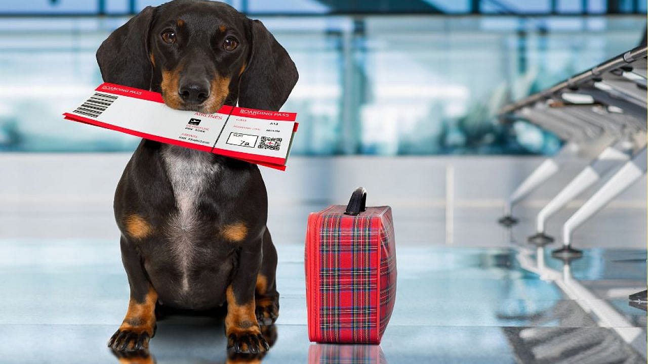 7 aerolíneas que te permiten viajar con tu perro en cabina
