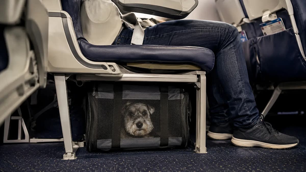 transportna torba za psa ispod sedi&scaron;ta u avionu
